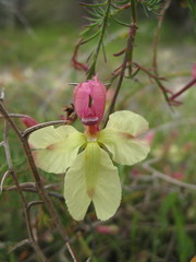 Lechenaultia linarioides
