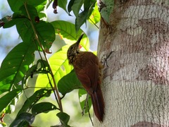 Dendrocolaptes platyrostris