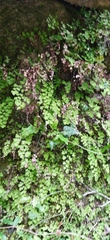 Adiantum capillus-veneris