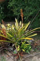 Aechmea catendensis