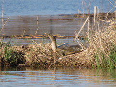 Apalone spinifera spinifera