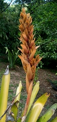 Aechmea catendensis