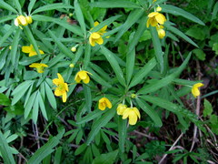 Anemonoides jenisseensis