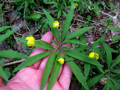 Anemonoides jenisseensis