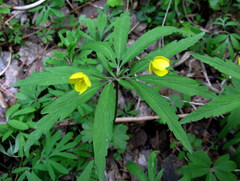 Anemonoides jenisseensis