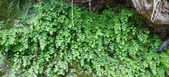 Adiantum capillus-veneris