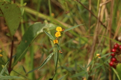 Stylosanthes erecta
