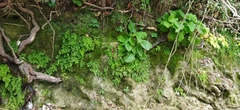 Adiantum capillus-veneris