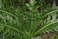 Carduus hamulosus