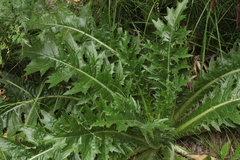 Carduus hamulosus