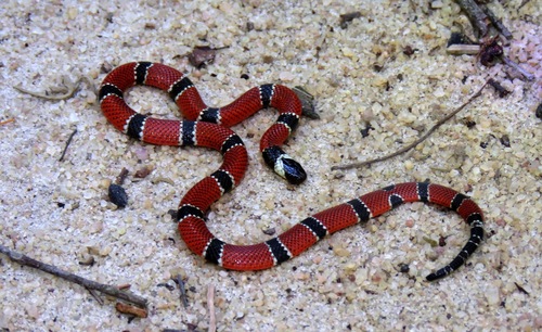 Painted Coralsnake
