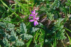 Erodium cicutarium cicutarium