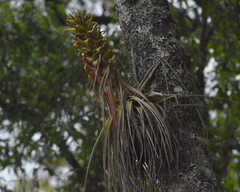 Tillandsia carlos-hankii