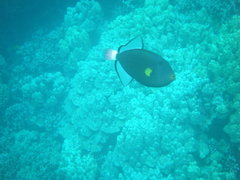 Melichthys vidua