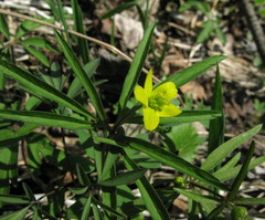 Anemonoides jenisseensis