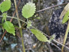 Hesperocnide tenella
