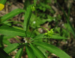 Anemonoides jenisseensis