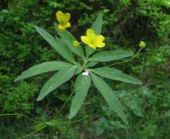 Anemonoides jenisseensis