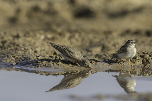 Alouette calandrelle