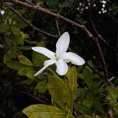 Gardenia gummifera
