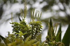 Peperomia tetraphylla