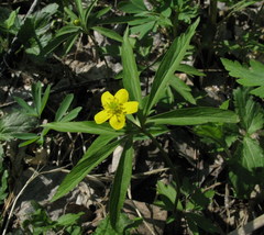 Anemonoides jenisseensis