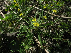 Anemonoides jenisseensis