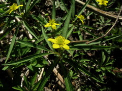 Anemonoides jenisseensis