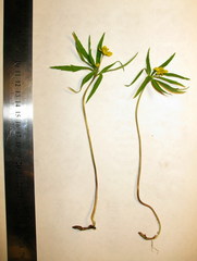 Anemonoides jenisseensis