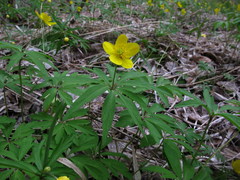 Anemonoides jenisseensis