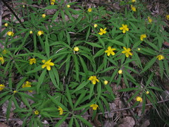 Anemonoides jenisseensis