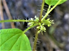 Hesperocnide tenella