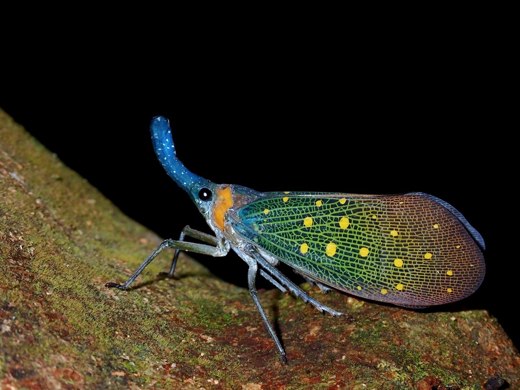 Pyrops whiteheadi