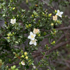 Lachnaea axillaris