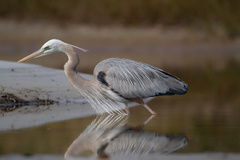 Ardea herodias occidentalis × wardi