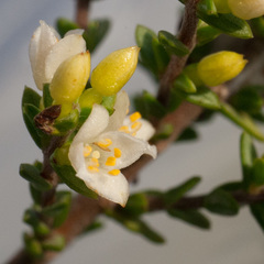 Lachnaea axillaris