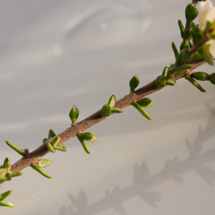 Lachnaea axillaris