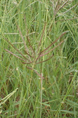 Bothriochloa insculpta