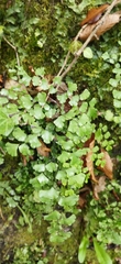 Adiantum capillus-veneris