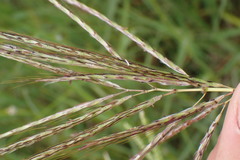 Bothriochloa insculpta