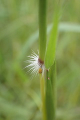 Bothriochloa insculpta