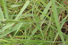 Bothriochloa insculpta
