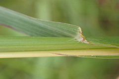 Bothriochloa insculpta