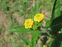 Lippia asperrima
