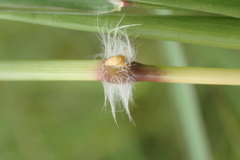 Bothriochloa insculpta