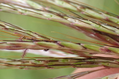 Bothriochloa insculpta
