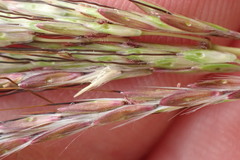 Bothriochloa insculpta