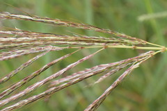 Bothriochloa insculpta