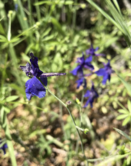 Delphinium variegatum