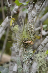 Tillandsia filifolia